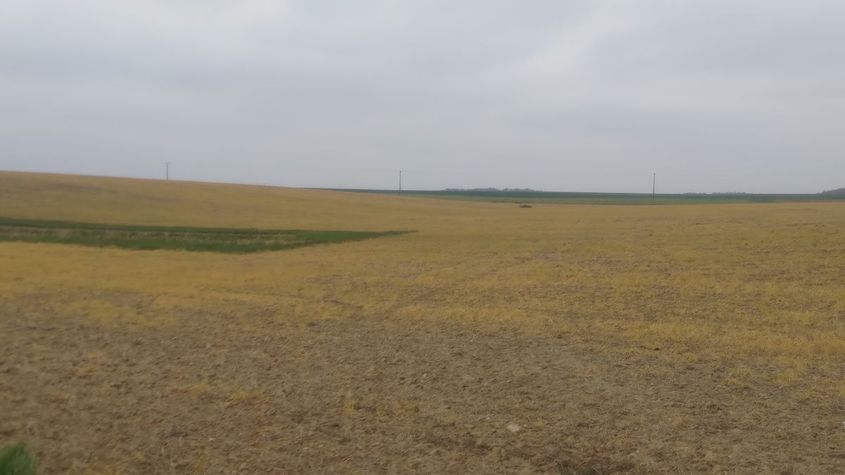 Dokážeme nakrmit obyvatelstvo bez polí spálených herbicidy?