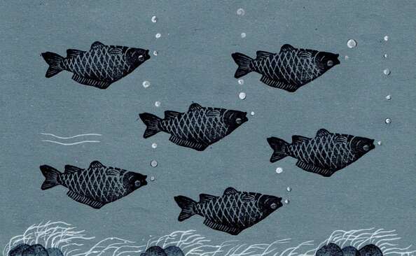 Inspekce po otravě Bečvy nevyužila nejvhodnější právní nástroje