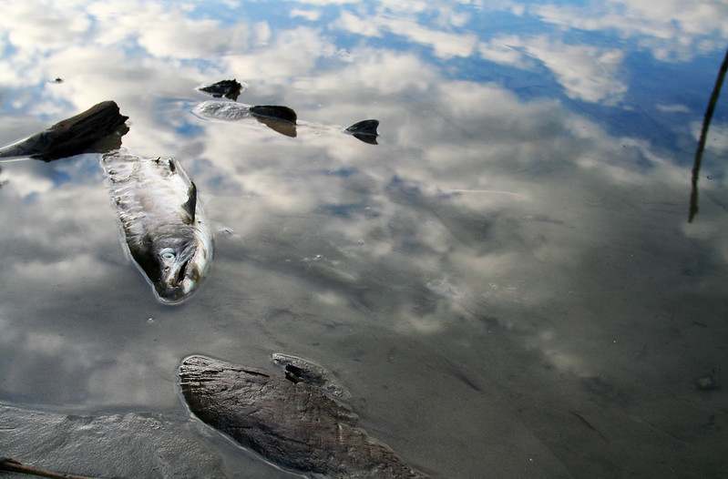 Michal Berg: Kdo otrávil skoro 40 kilometrů Bečvy?