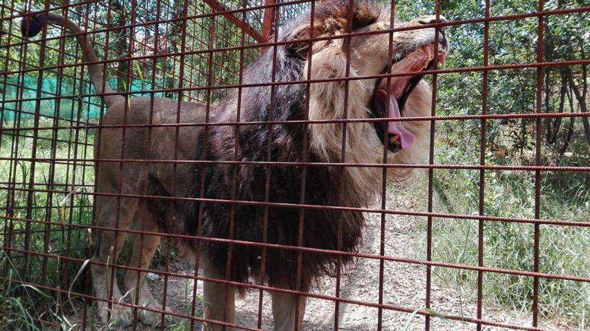 Jak kauza valašských lvů změnila zákon